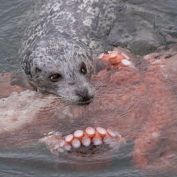 摄影师捕捉海豹吞食章鱼全过程