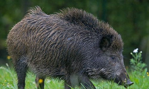 广西男子硬拽野猪当种猪 生殖隔离失效 野猪和家养猪为何能杂交