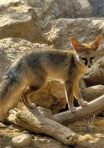 阿富汗狐价格图片 阿富汗狐的养殖饲养方法以及多少钱一只 爱宠网 