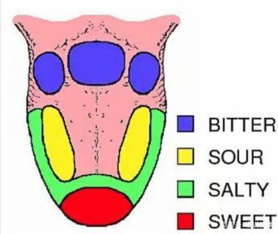 舌头上有味觉地图 医生 这颠覆三观的冷知识,一次说清