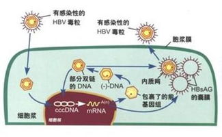 慢性乙型肝炎治愈,真的不可能吗