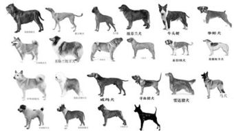 哈市禁养39种大型烈性犬 