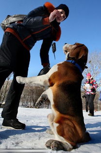 俄罗斯狗狗趣味比赛 萌犬雪地拼表情