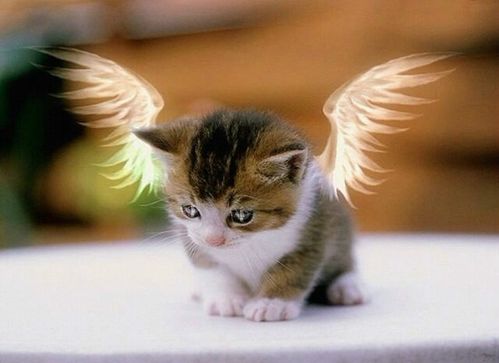 有一种会飞的猫叫天使猫 天使猫真的存在吗 