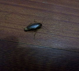 求救 求救 屋子的角落里莫名其妙多了很多虫子 棕色的 一厘米左右 会装死 