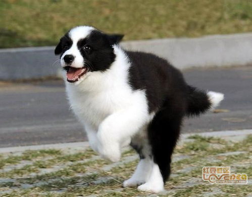 北京边牧犬多少钱 北京纯种边牧犬价格 边牧犬图片 