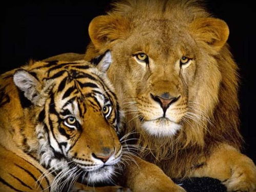 为什么有人认为老虎打不过狮子