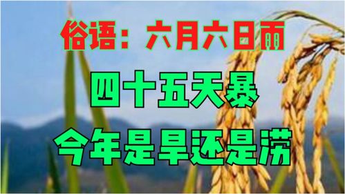 六月初六刚过,俗语 六月六日雨,四十五天暴 ,今年是旱还是涝 