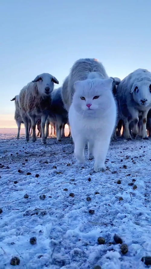 乖乖,这是牧羊猫吗头一回见牧羊猫 