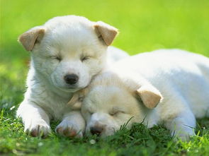 狗狗会不会做梦呢 狗睡着后有时身体会颤抖,腿脚会抽动,还会甩尾巴是在做梦吗