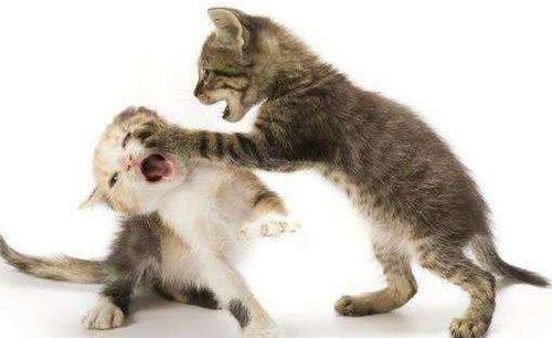 猫和别的猫打架受伤