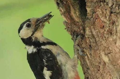啄木鸟是益鸟还是害鸟 那些被人类打上标签的动物,露出了真面目