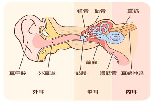 人体造血工厂是指(人体内的造血系统是什么？)