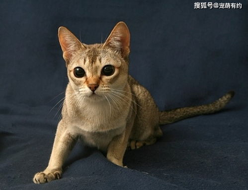 新加坡猫 世界上体型最小的猫咪,也是最黏人的猫咪