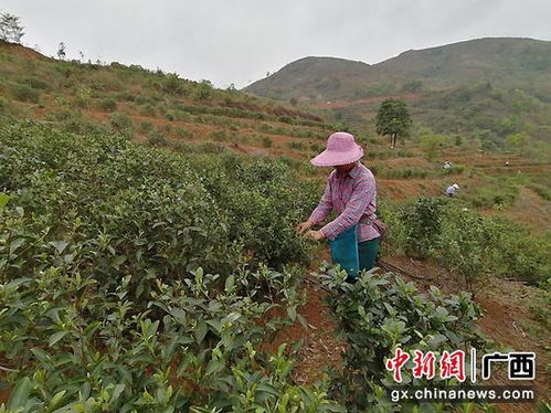 广西南宁横县那阳镇