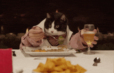 猫咪不爱吃饭的7个关键因素 很多人都忽略了