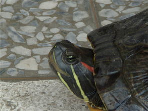 巴西龟喂食的正确方法,怎样给巴西龟喂食？