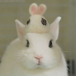 日本网友家这两只相亲相爱的兔子,看着就让人心情大好 