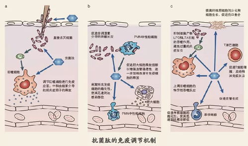 什么是抗菌肽 抗菌肽到底有哪些效果