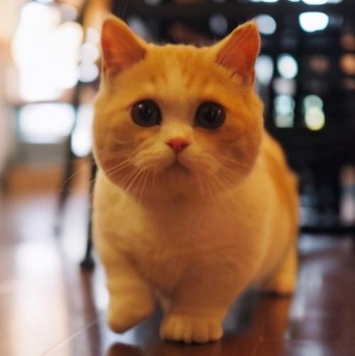 猫界的 萌神 曼基康猫,养小短腿是一种怎样的体验