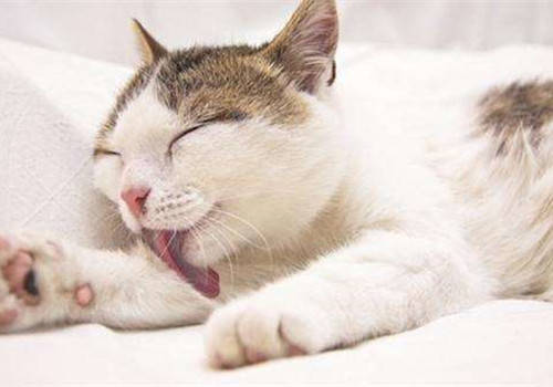 猫咪毛球症可以吃消炎药吗