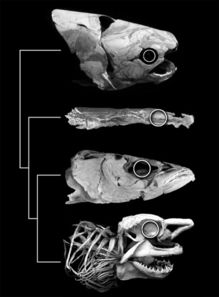 古化石重塑鱼类家谱 