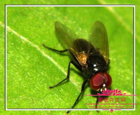 绿豆蝇和苍蝇有什么区别,夏天用食物驱除苍蝇的五个有效方法 