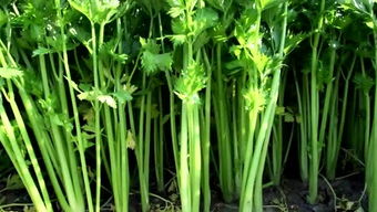 芹菜什么时候种最合适,芹菜秧子的种植时间及方法