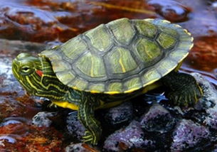 巴西龟有多少种？