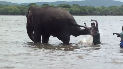 野生动物 管理人员治疗的大象 