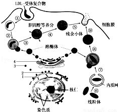 蛋白质 核酸是不是单聚体