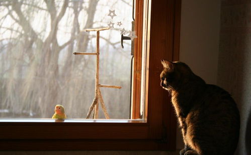 猫和鹦鹉能 同居 吗 一起喂养时的3个注意点,先养鹦鹉再养猫