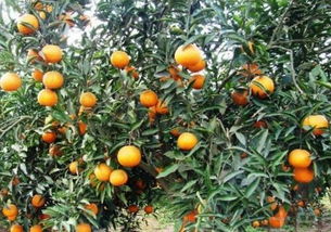 橙子树的栽培与管理技术,橙子树什么时间使用肥料合适