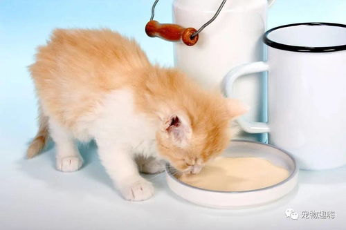幼猫是否能喂食牛奶 牛奶和羊奶的差别到底在哪里