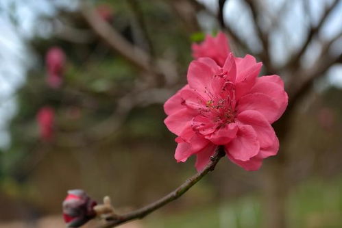 什么是 桃花运 读完涨知识了