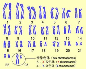 染色体异常会给我们带来哪些生育困难？