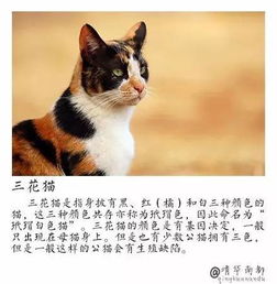 中国本土的猫竟还有这么多品种,我竟然只知道一种...