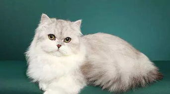 拿破仑猫贵还是布偶贵,5000至10000之间猫的品种？