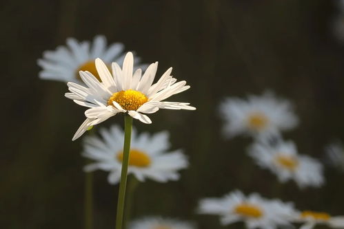 6月8日好运黄历,每日生肖运势,薪火道人日播