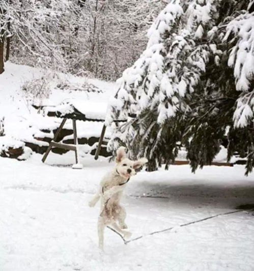 下雪之后,这些狗狗要疯了