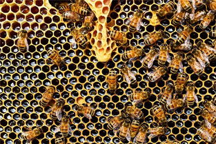梦见蜜蜂窝和很多蜜蜂