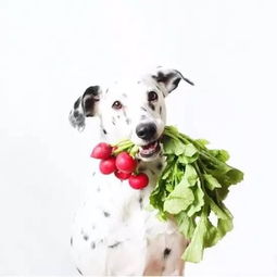 狗狗不能吃的六种蔬菜,都是家庭最常见的