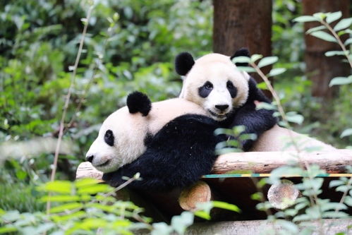 航天大熊猫宝宝正式取名 航宝