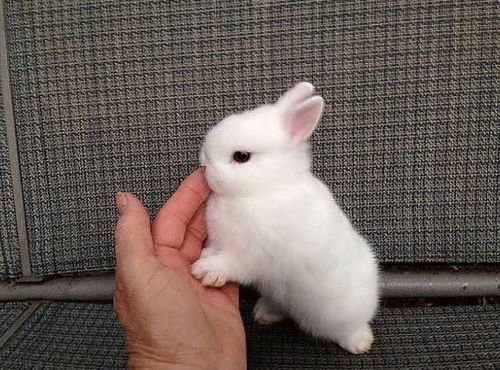为什么男生喜欢摸小兔兔？为什么男的喜欢摸小兔兔的头