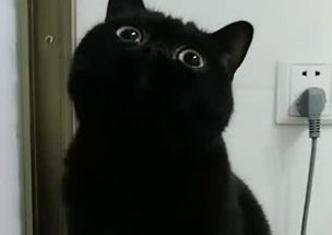 养了一只纯黑色的小猫咪,网友 晚上绝对找不到
