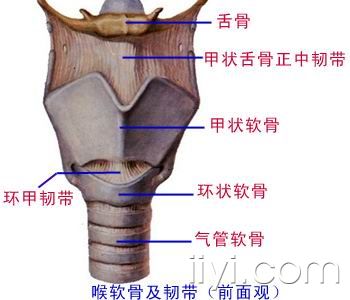 呼吸道 系统解剖 图文