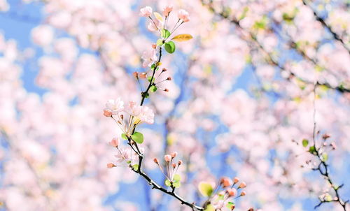 5月,桃花袭来,情思缠绵,爱情说来就来的3星座