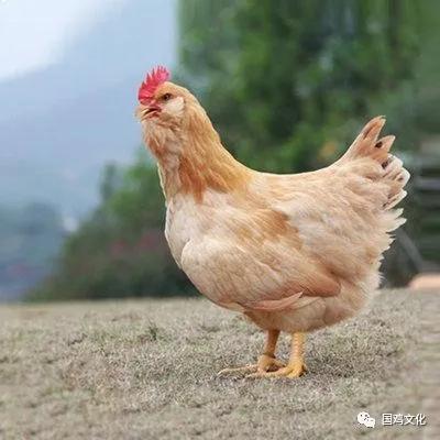 国鸡品种志 广东三大名鸡之惠阳胡须鸡