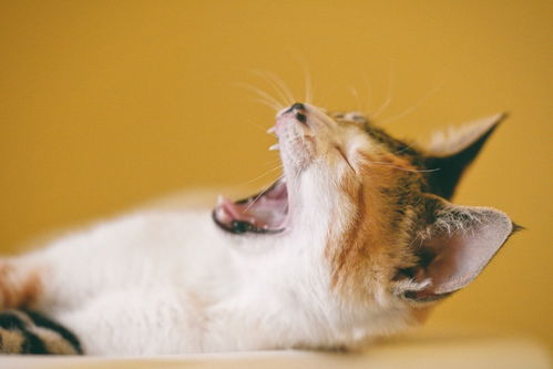 闹猫给猫吃抑制剂对猫有坏处吗