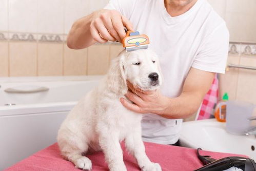 辟谣 狗狗可以频繁洗澡 反而会有皮肤病,告诉你多久洗一次狗狗 